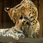 В Одесі назвали найнеординарнішу «Пару року — 2026»: кохання без меж