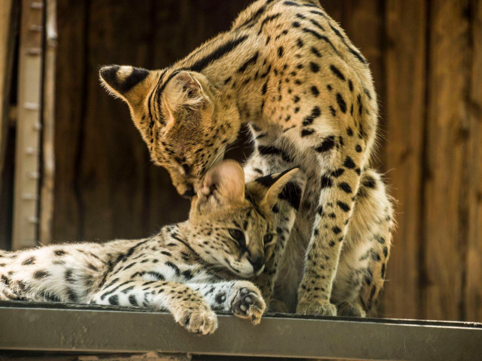 В Одесі назвали найнеординарнішу «Пару року — 2026»: кохання без меж