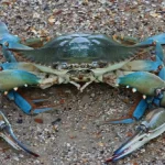 У лиманах під Одесою знайшли агресивного блакитного «окупанта» американського походження