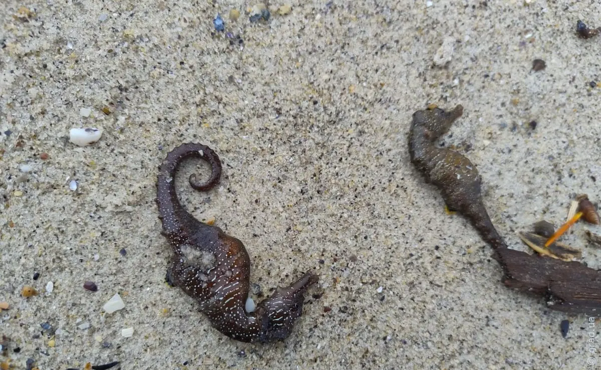 Що сталося з морськими кониками в Одесі — офіційні висновки та альтернативні теорії