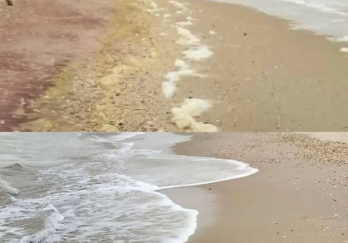 На Одещині через нафтове забруднення Чорного моря загинуло понад 5 тисяч птахів