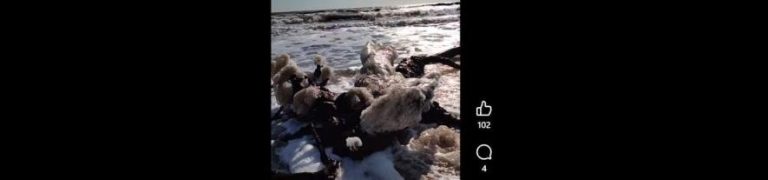 Масова загибель птахів в Одеській затоці внаслідок екологічної катастрофи