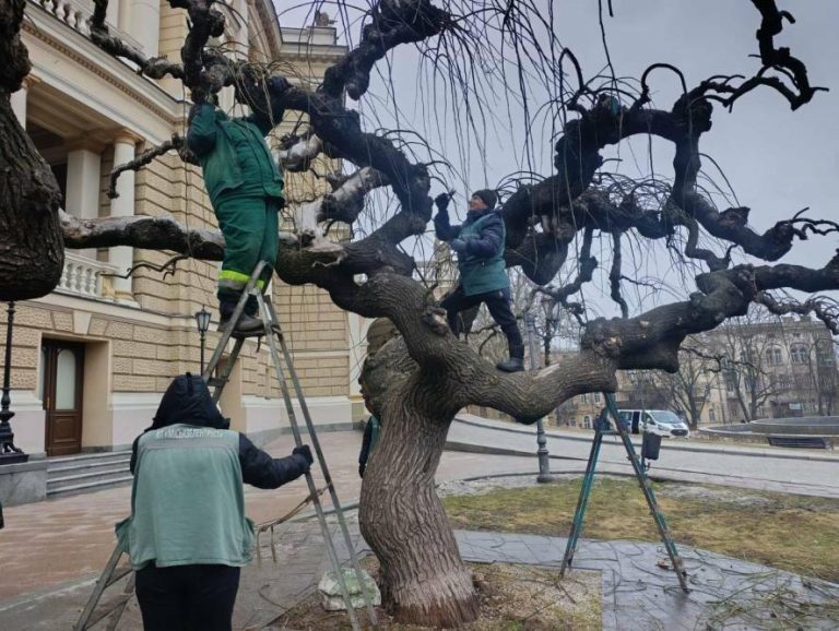 В Одесі стартували роботи з омолодження старовинних софор