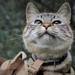 В Одесі відкрили кримінальну справу через вигул котів на повідках у дворі