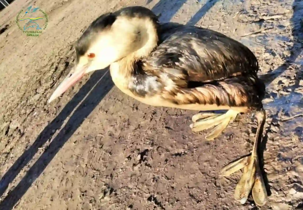 В Одесі знищили птаху в мазуті без експертизи — чи втрачені докази злочину РФ?