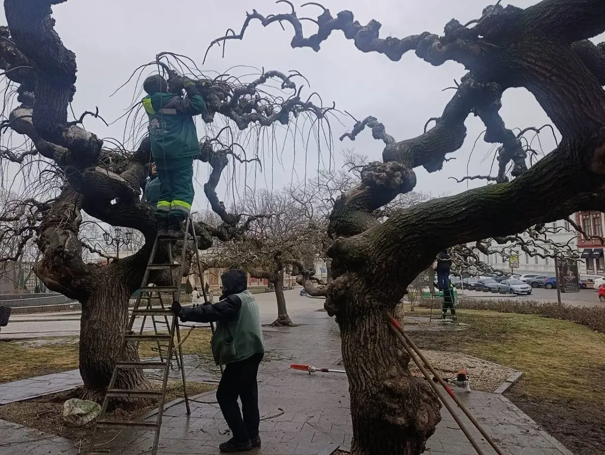 В Одесі розпочали обрізку рідкісних «плакучих» дерев (фото)