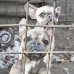 Розплідник з Ізмаїлу, що прикривався кінологічним клубом, звинувачують у жорстокому поводженні з собаками