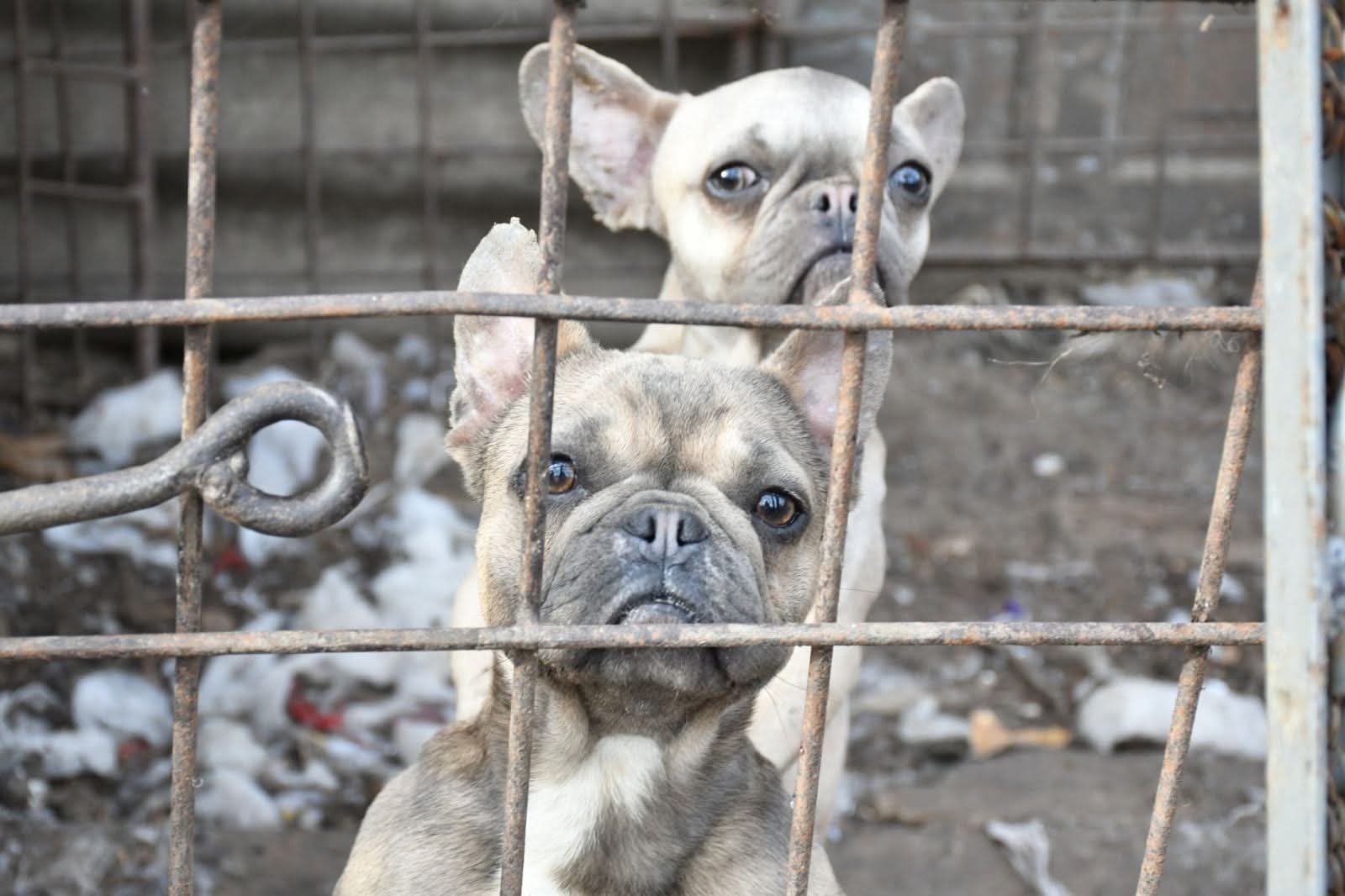 Кінологічний клуб як прикриття: власницю ізмаїльського розплідника звинувачують у жорстокому поводженні з тваринами