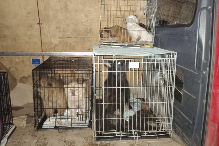 У Ізмаїльському кінологічному клубі вилучили собак після втручання зоозахисників — поліція відкрила кримінальне провадження проти господарки