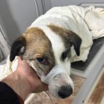 У Рені невідомий поранив бездомну собаку — волонтери підозрюють кінолога, поліція відмовляється розслідувати