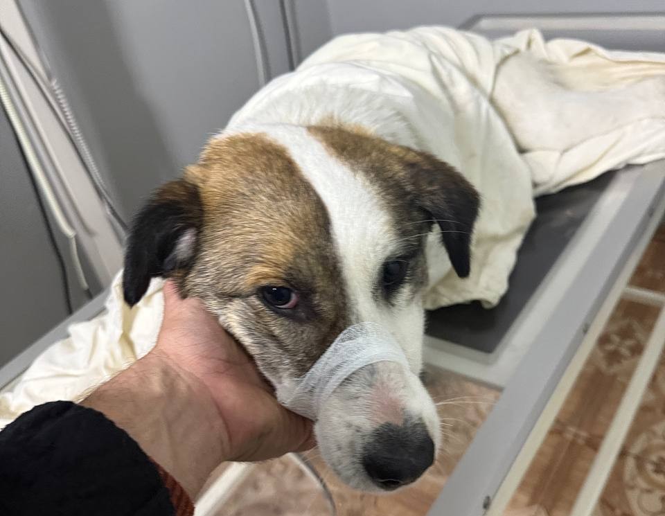 У Рені невідомий поранив бездомну собаку — волонтери підозрюють кінолога, поліція відмовляється розслідувати