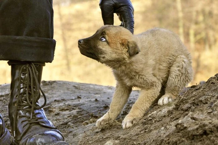 Бессарабія під тінню жорстокості до тварин: як дитячі «у владу» ігри виявляють глибокі психологічні травми
