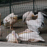 В Одесі ініціювали перенесення зоопарку з центру на Дальні Млини
