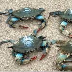 Одеське узбережжя викинуло на берег дивних морських мешканців