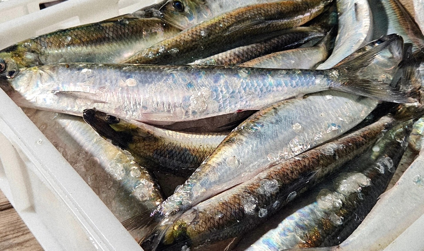 У Бессарабії відкрили сезон дунайки — ціни на перший оселедець приголомшують