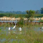 Опустелювання на підході: яких ризиків зазнає Придунайський регіон