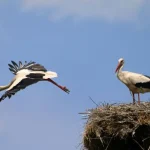 В Одеській області вводять «сезон тиші»: які обмеження запрацюють з 1 квітня