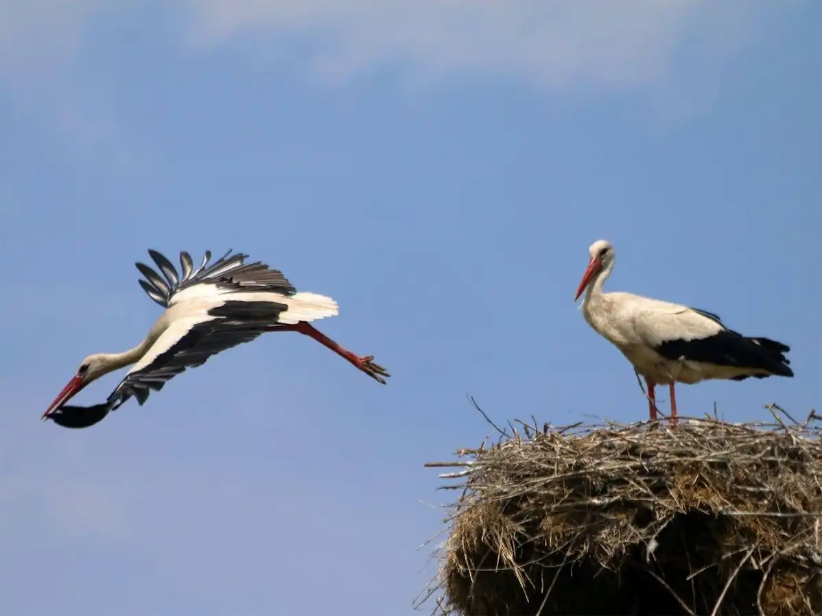 В Одеській області вводять «сезон тиші»: які обмеження запрацюють з 1 квітня