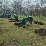 Упродовж тижня в Одесі висадили 39 молодих дерев — ФОТО