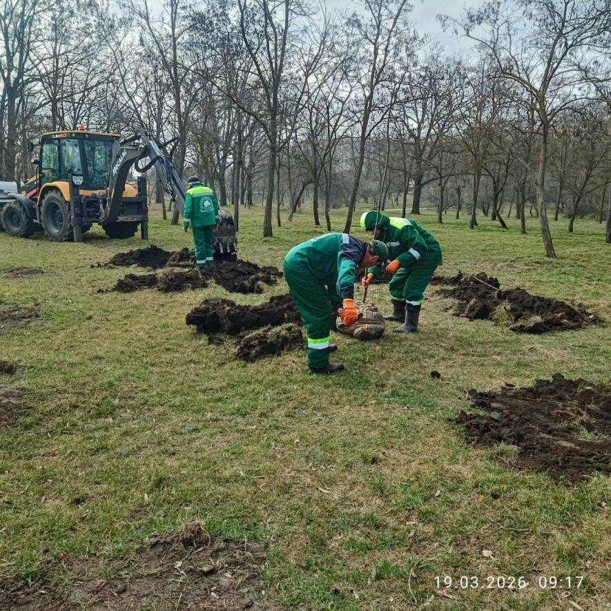 Упродовж тижня в Одесі висадили 39 молодих дерев — ФОТО