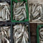 Дунайка повернулася в Одеську область: яка нині ціна дунайського оселедця