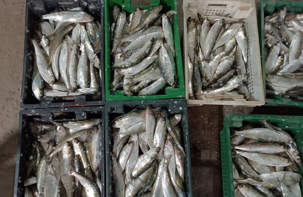 Дунайка повернулася в Одеську область: яка нині ціна дунайського оселедця