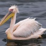 В Одеській області помітили рідкісну зграю рожевих пеліканів
