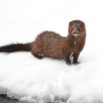 В Одеській області зафіксували сліди рідкісного хижака з Червоної книги