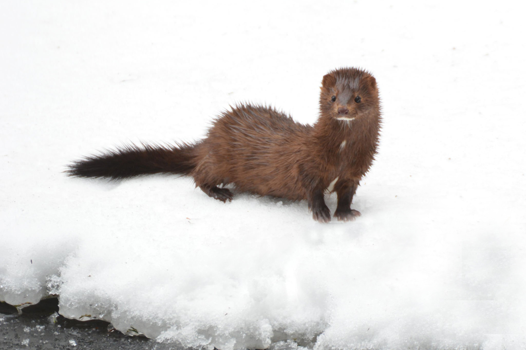 В Одеській області зафіксували сліди рідкісного хижака з Червоної книги