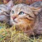 В Одеській області врятували рідкісних лісових котів і повернули їх у дику природу