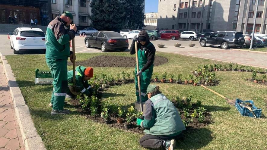 У центрі Одеси висадили тисячі кущів у межах масштабного озеленення — ФОТО