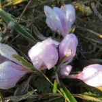 Як зустріне Одесу весна 20 березня: очікуваний погодний прогноз