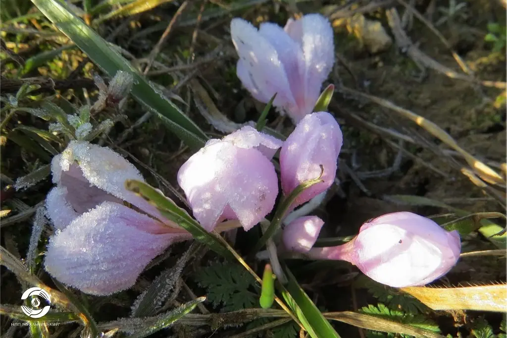 Як зустріне Одесу весна 20 березня: очікуваний погодний прогноз