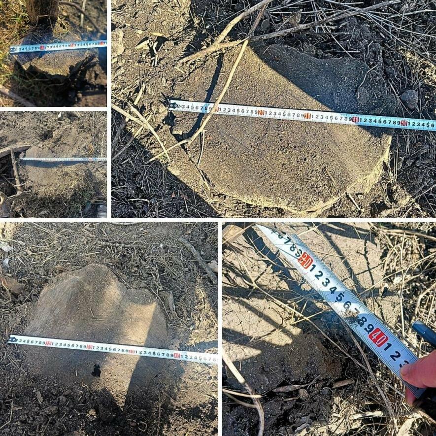 Під Одесою масово вирубали десятки дерев