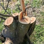 На Одещині знищили десятки дерев — збитки сягнули понад мільйон (ФОТО)