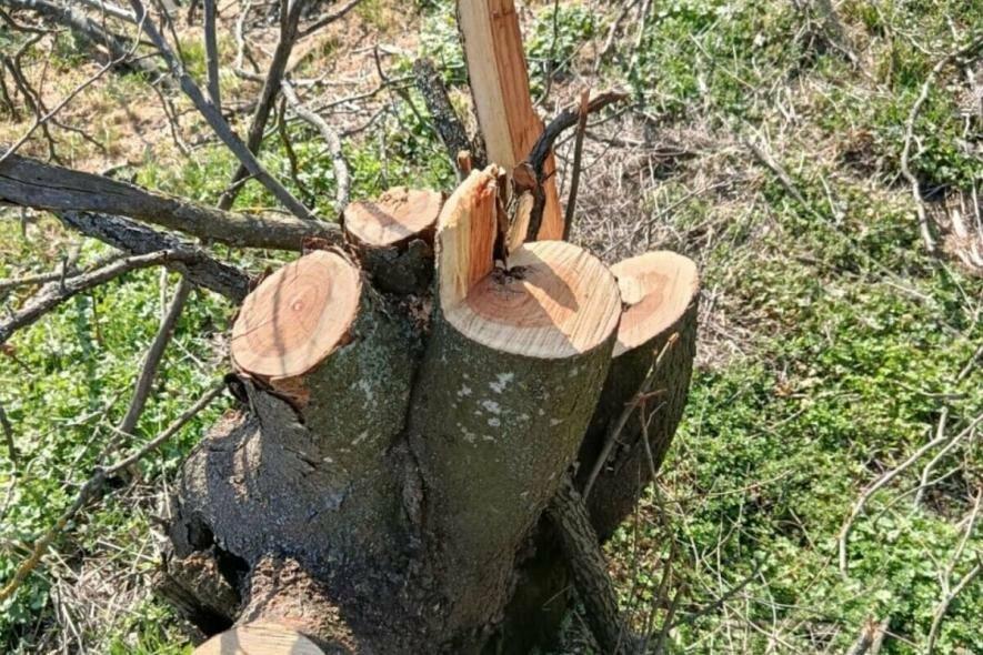 На Одещині знищили десятки дерев — збитки сягнули понад мільйон (ФОТО)