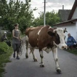 Продам корову — чому жителі Одещини відмовляються від утримання худоби