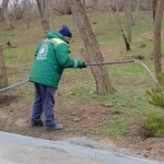 Сотні молодих сосен підживлюють на Трасі здоров’я — як готують Одесу до літа (фото)