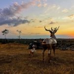 У Ізмаїлі вандали знову понівечили скульптурну композицію оленів на кручі з найкращим видом на захід сонця