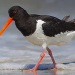 В Одеській області виявили рідкісного червонокнижного птаха з яскравим червоним дзьобом