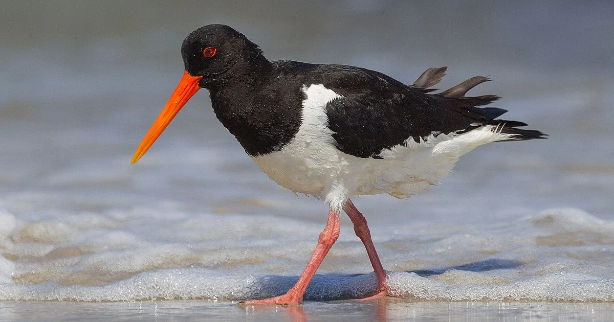 В Одеській області виявили рідкісного червонокнижного птаха з яскравим червоним дзьобом