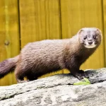 В Одещині виявили сліди загадкового хижака, занесеного до Червоної книги