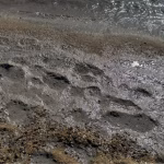 На узбережжі Одещини виявили чергове забруднення моря — птахи знову потерпають