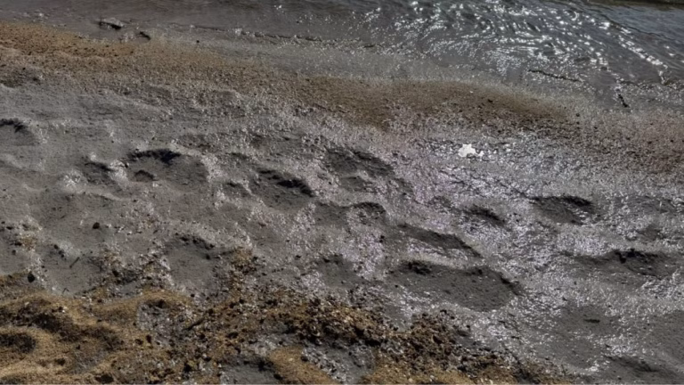 На узбережжі Одещини виявили чергове забруднення моря — птахи знову потерпають