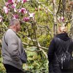 Одеса в магноліях: весняна феєрія на вулицях міста (фото)