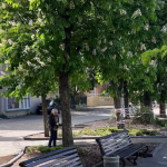 В Одесі шукають виконавця для щеплення каштанів проти молі