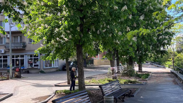 В Одесі шукають виконавця для щеплення каштанів проти молі