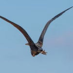 В Одеській області зафіксували рідкісну африканську чаплю-примару