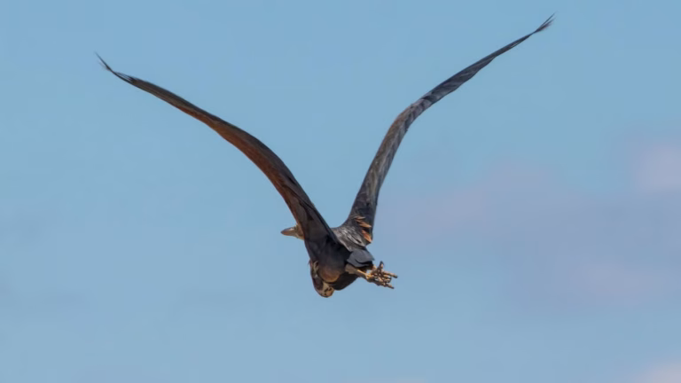 В Одеській області зафіксували рідкісну африканську чаплю-примару