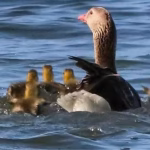 На Одещині вилупилися перші пташенята рідкісних птахів